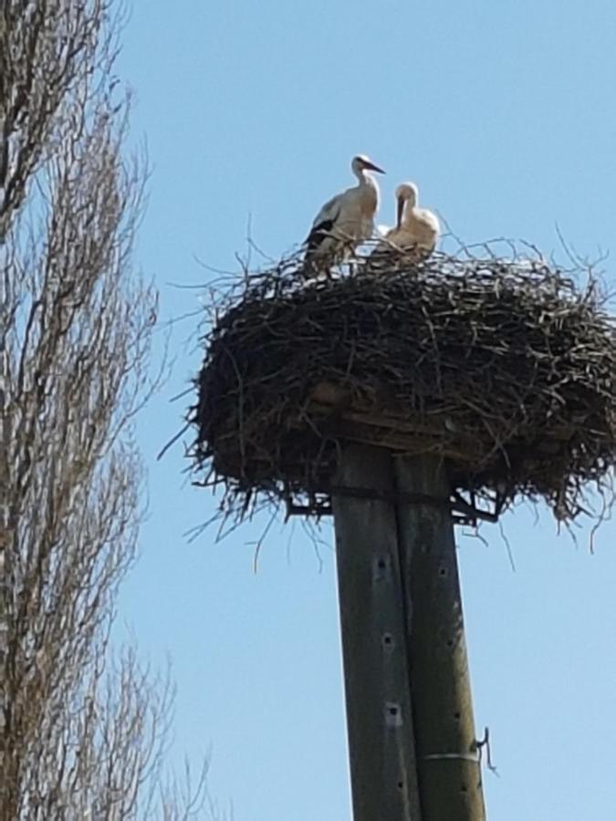 Ferienwohnung Storchenhof Niepars Zewnętrze zdjęcie